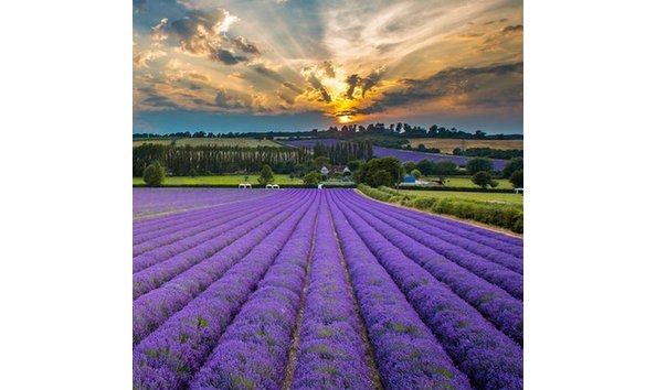 Big image rynd914p 400x400