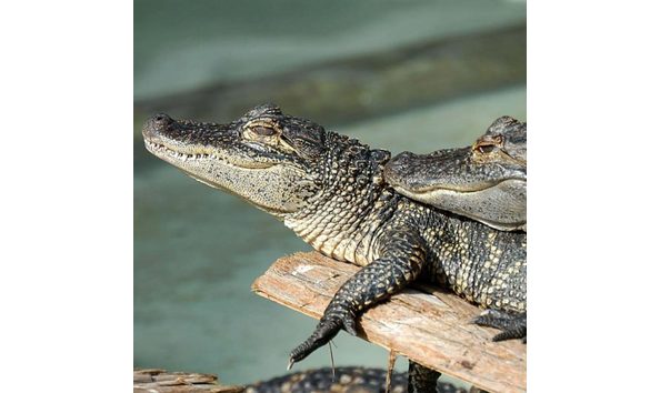 Big image gatorland 2