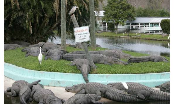 Big image gatorland 3