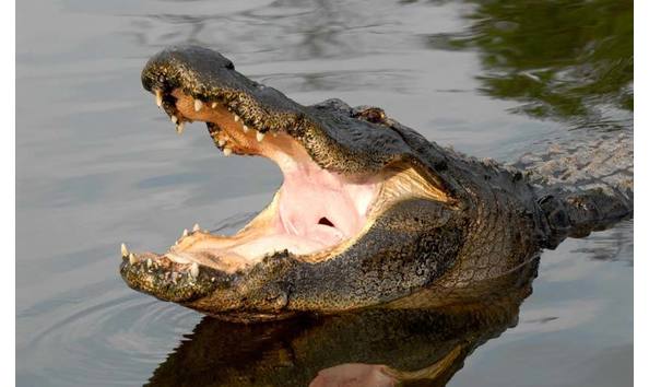 Big image gatorland 4