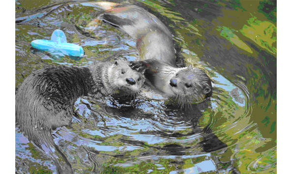 Big image otters