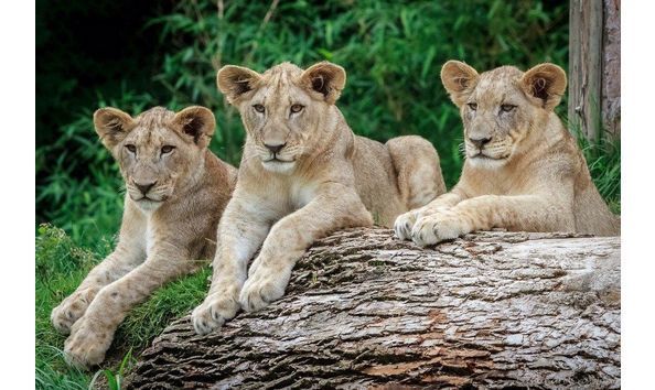 Big image cincinnatizoo1