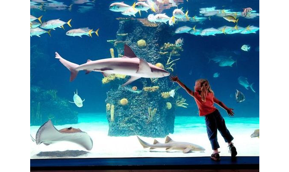 Big image newportaquarium2