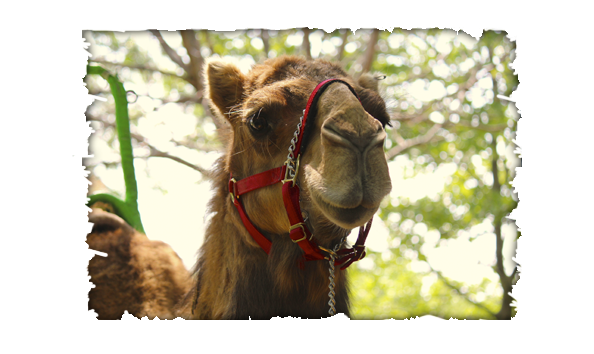 Big image africansafari2