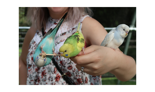 Big image africansafari3