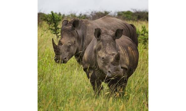 Big image wildlife  1 