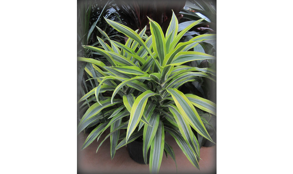 Big image variegateddracaena npc