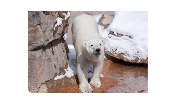 Big image mini magick20200305 36147 8ohajt