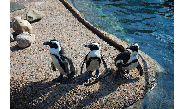 Big image adventure aquarium bkpnrv