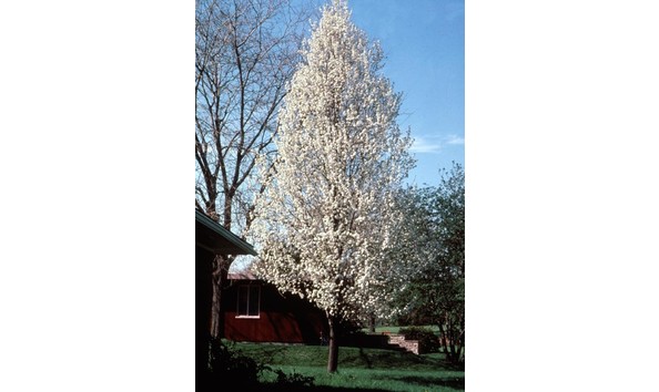 Big image pear chanticleer bailey