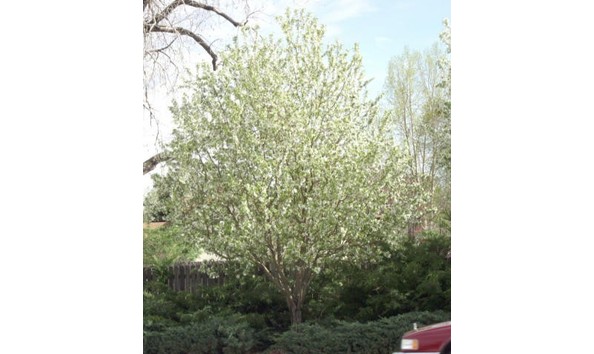 Big image spring snow crabapple fruitless white flower