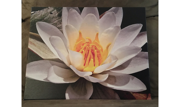 Big image hb lotus closeup