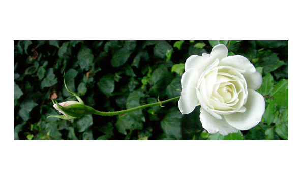 Big image flo heartthread white rose