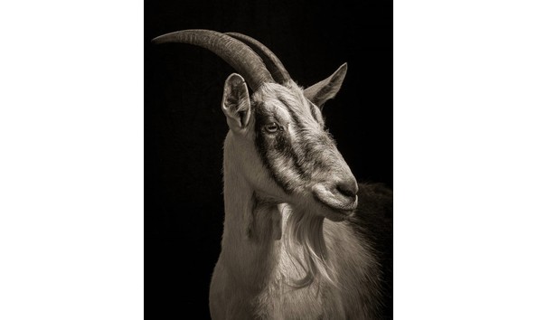 Big image kevin horan isabella no.2