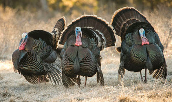 Big image turkey hunt