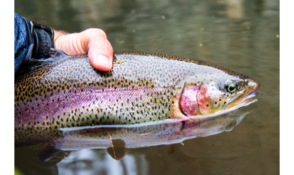 Big image cutthroat3 2