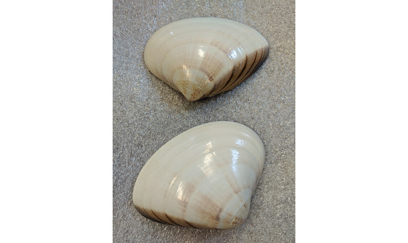 Big image img 20200804 155920