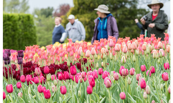 Big image tulips crtsy longwood gardens 780x520 780x480