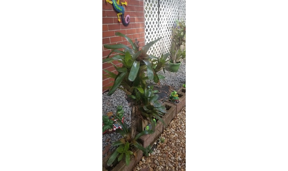 Big image bromelaid1