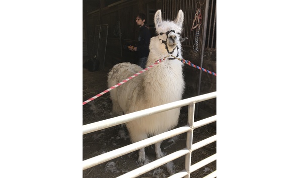 Big image llama 2