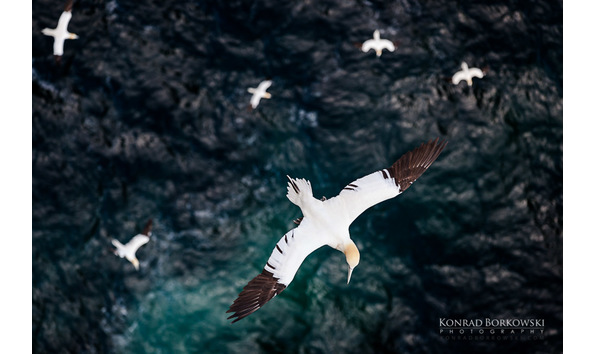 Big image ksl pkc 33