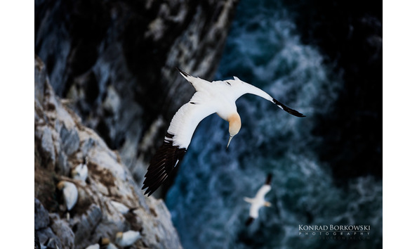 Big image ksl pkc 34