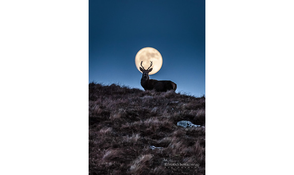 Big image ksl pkc 36