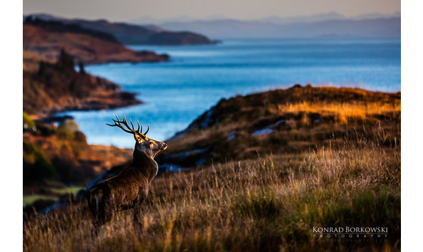 Big image ksl pkc 38