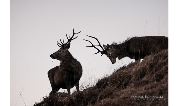 Big image ksl pkc 39