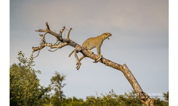 Big image ksl pkc 52