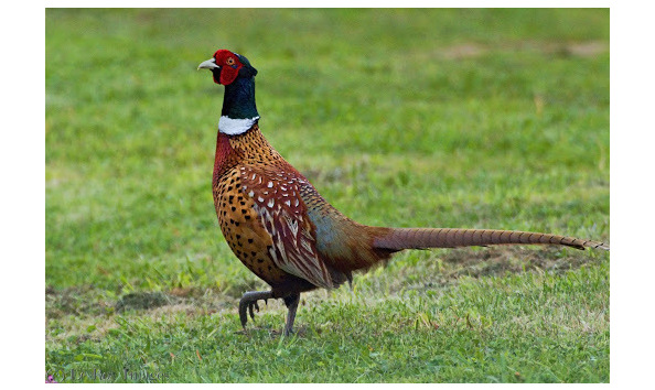 Big image pheasant picture