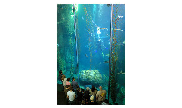 Big image aqurium 4