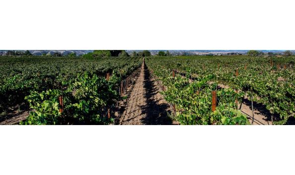 Big image le vigne winery 2