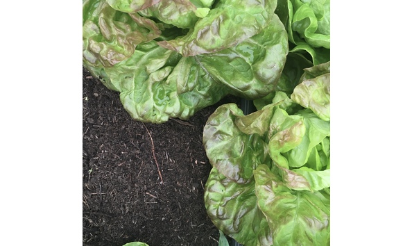 Big image compost   lettuce
