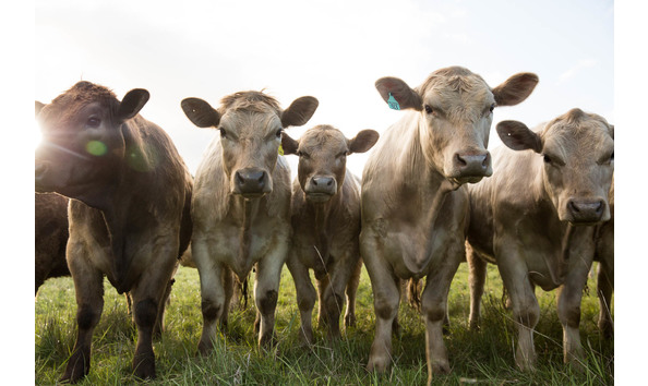 Big image hilary mcmullen midnights farm 97a1914