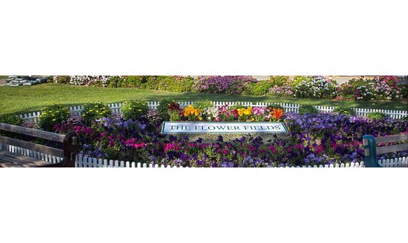 Big image the flower field 2