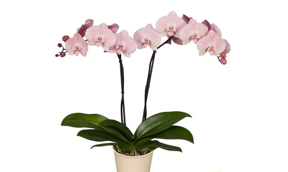 Big image phalaenopsis anthura rome   photo anthura