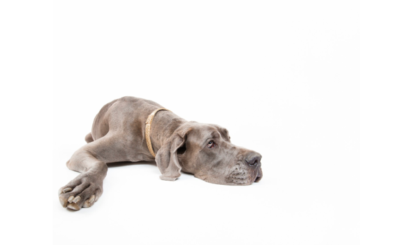 Big image screen shot 2020 09 22 at 11.41.46 am