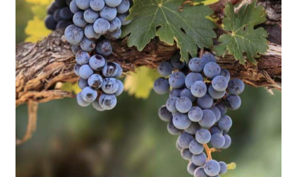 Big image screen shot 2020 09 24 at 1.37.45 pm