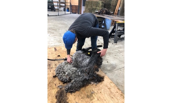 Big image shearing sheep