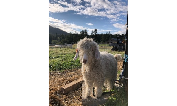 Big image mohair scarf2