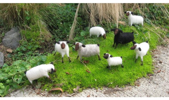 Big image jennifer sheep