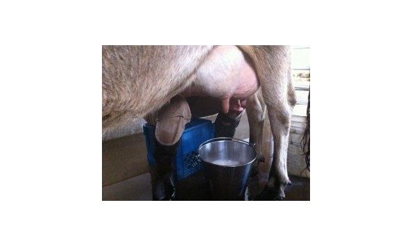 Big image abby 300x224