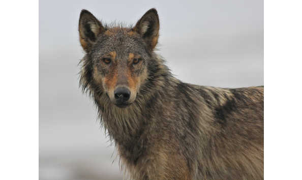 Big image img 0692 low res 