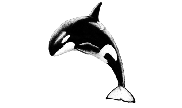 Big image orkid dotss1