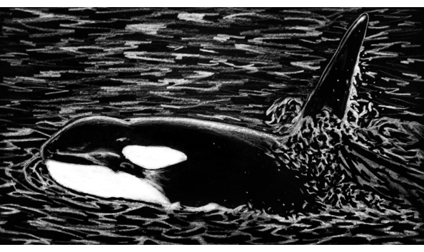 Big image p 20200819 231758 01