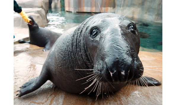 Big image toledo zoo s onetime navy seal dies at age 36