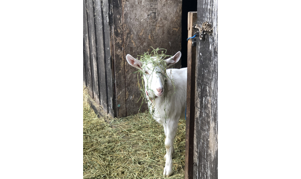 Big image little goat