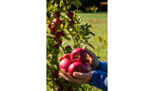 Big image sweet earth farm sji 008