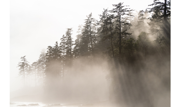 Big image misty trees